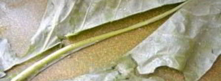 африканский ореховый суп. Шаг 7