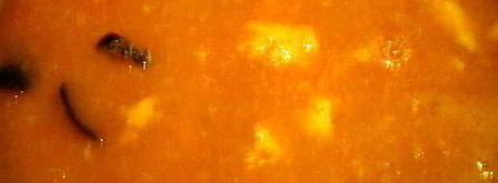 рыбный суп по каталонски. Шаг 7