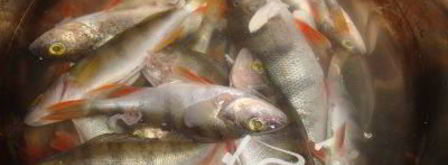 рыбная солянка сборная. Шаг 2