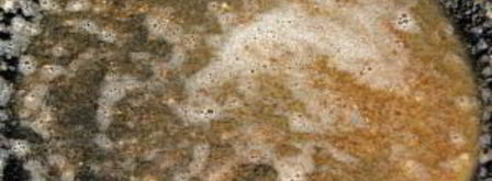 суп-пюре из белых грибов в блендере. Шаг 4