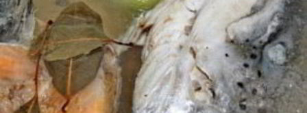 уха из красной рыбы. Шаг 2