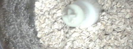 кекс морковно-апельсиновый с брусникой. Шаг 2