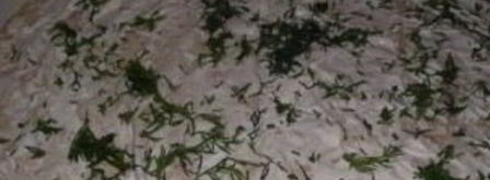 лаваш с грибами и сыром. Шаг 3