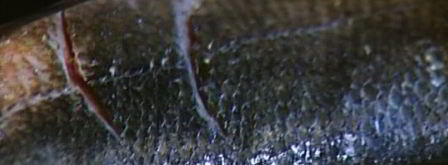 пряный сибас в лаваше с огурцом и зеленью. Шаг 5