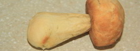 печенье лесные грибочки. Шаг 13