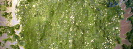 пирожное весенняя свежесть. Шаг 5