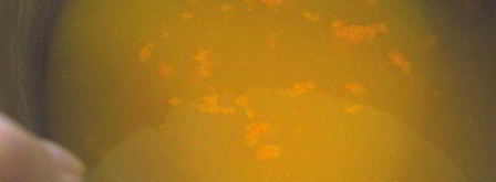 тыквенное пирожное. Шаг 7