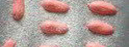 шарлотка с запеченным ревенем, баварским фисташковым кремом и клубникой. Шаг 6