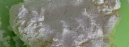 идеальные сырники. Шаг 3