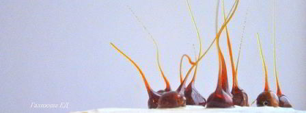 торт нью-медовик. Шаг 16