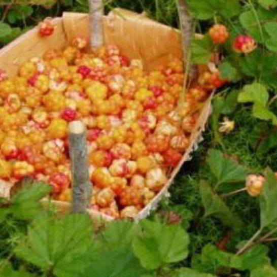 Рецепт джема из морошки