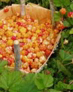 Джем из морошки