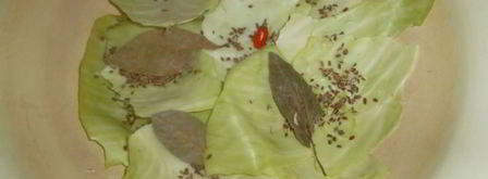 капуста квашеная. Шаг 2