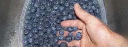 компот из черники на зиму. Шаг 2