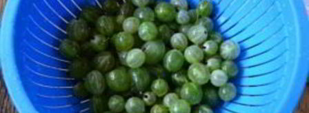 компот из крыжовника с апельсином на зиму. Шаг 2