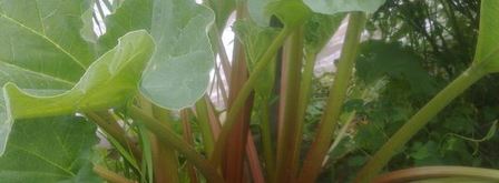 компот из ревеня со вкусом детства. Шаг 8