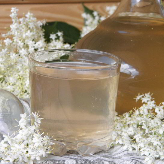 Рецепт компота из цветков бузины