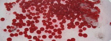 компот-крюшон со смородиной и гибридом мандарина с гранатом. Шаг 2