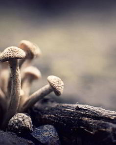 Маринованные опята