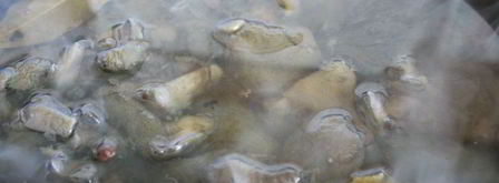 маринованные моховики на зиму. Шаг 2