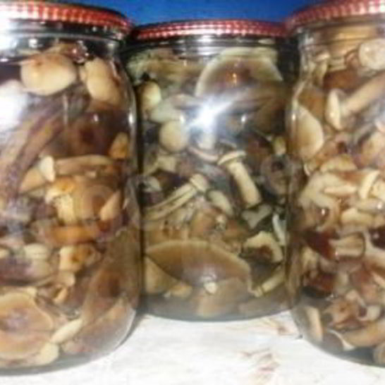 Рецепт маринованных опят на зиму