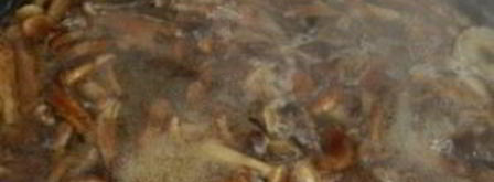 маринованные опята с горчицей. Шаг 3