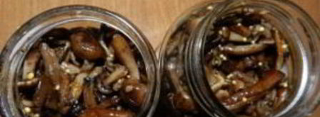 маринованные опята с горчицей. Шаг 6