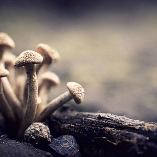 Рецепт маринованных опят