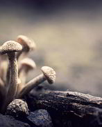 Маринованные опята