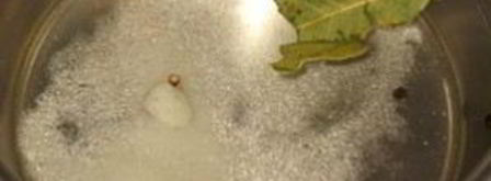 маринованные помидоры черри. Шаг 5