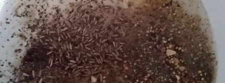 маринованные шампиньоны. Шаг 3