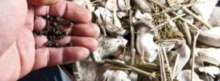 маринованные вешенки. Шаг 2