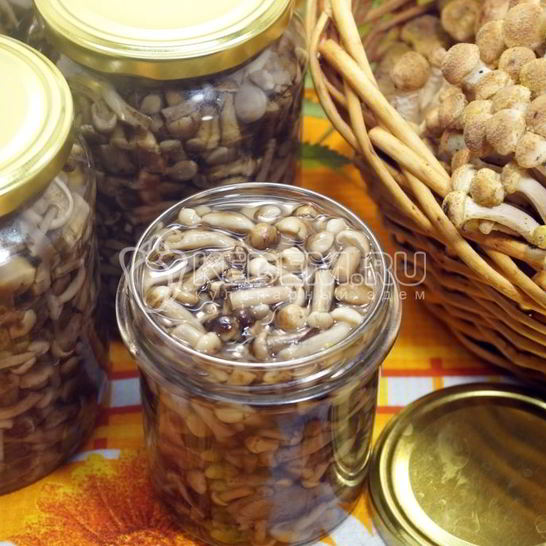 Рецепт опят душистых