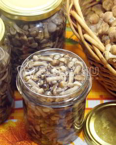 Опята душистые