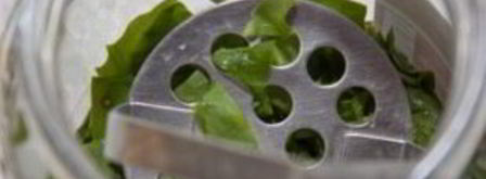 щавель на зиму в банках. Шаг 3