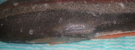 форель малосольная. Шаг 5