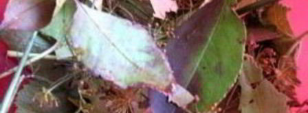 малосольные помидоры с чесноком и зеленью. Шаг 3