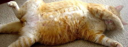 малосольные помидоры суточные. Шаг 13