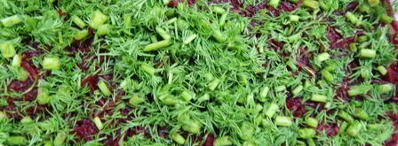 свекольный гравлакс — малосольный лосось. Шаг 5