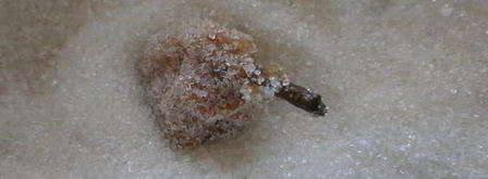 киевское сухое варенье из груш. Шаг 17