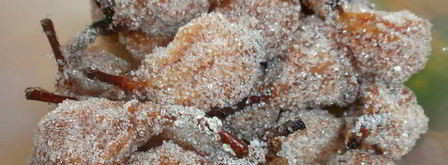 киевское сухое варенье из груш. Шаг 18