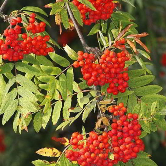 Рецепт варенья из рябины
