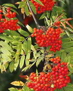 Варенье из рябины