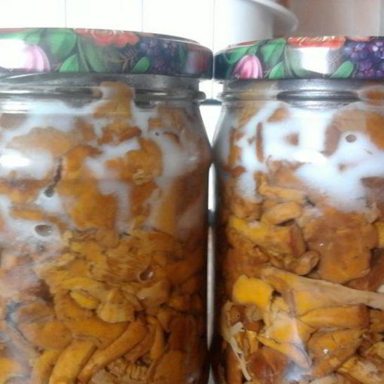 Рецепт заготовки лисичек на зиму