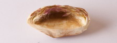 паштет из артишоков. Шаг 5