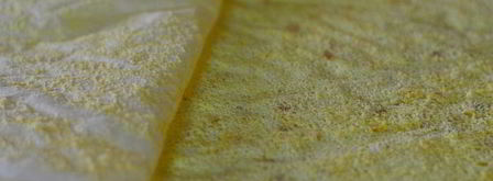 рулет вишня в белом шоколаде. Шаг 12