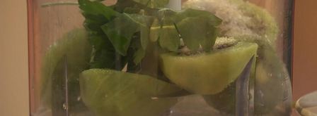 рулетики из телятины с соусом из киви и папайи. Шаг 3