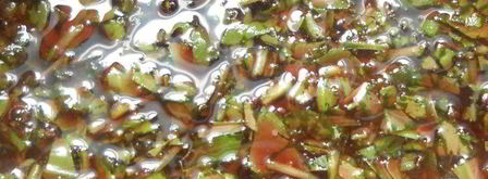 тарт с ежевикой, ревенем и руколой. Шаг 5